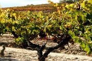 viseta viñedo con Rioja&north